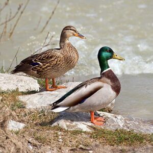 Prova d'Esame